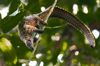 Những loài Tê tê quý hiếm còn tồn tại trên trái đất