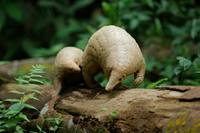 Những loài Tê tê quý hiếm còn tồn tại trên trái đất