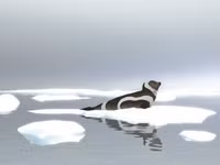 Loài hải cẩu quý hiếm có bộ lông 