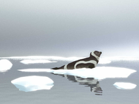 Loài hải cẩu quý hiếm có bộ lông 