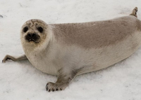 Loài hải cẩu quý hiếm có bộ lông 