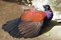 Loài bồ câu siêu quý hiếm bỗng nhiên xuất hiện trở lại sau 140 năm mất tích