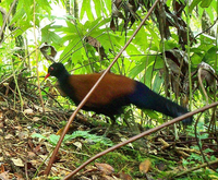 Loài bồ câu siêu quý hiếm bỗng nhiên xuất hiện trở lại sau 140 năm mất tích