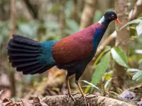 Loài bồ câu siêu quý hiếm bỗng nhiên xuất hiện trở lại sau 140 năm mất tích