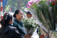 Cúc họa mi xuống phố