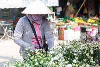 Cúc họa mi xuống phố