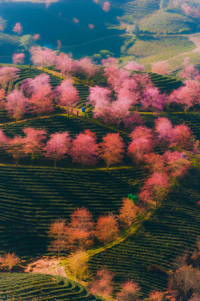 Mai anh đào bung nở đón Xuân 