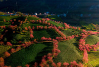 Mai anh đào bung nở đón Xuân 