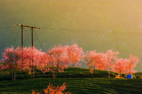 Mai anh đào bung nở đón Xuân 