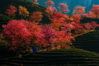 Mai anh đào bung nở đón Xuân 