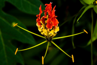 Mê mẩn những loài hoa đắt giá nhất hành tinh, có tiền cũng khó mua