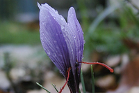 Mê mẩn những loài hoa đắt giá nhất hành tinh, có tiền cũng khó mua