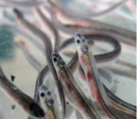 Loài vật trong suốt như thủy tinh, được ví như báu vật 'vàng trắng' 