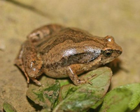 Độc đáo loài vật tuy nhỏ bé nhưng rất 