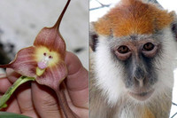 Bí ẩn về loài phong lan mặt khỉ ở Nam Mỹ với những biểu lộ cảm xúc khó tin...