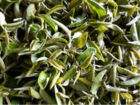 Loại cây cứ bị bọ cắn là tăng giá gấp 13 lần, chỉ trồng được vài tỉnh thành ở Việt Nam