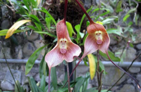 Bí ẩn về loài phong lan mặt khỉ ở Nam Mỹ với những biểu lộ cảm xúc khó tin...