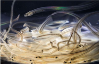 Loài vật trong suốt như thủy tinh, được ví như báu vật 'vàng trắng' 