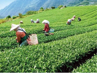 Loại cây cứ bị bọ cắn là tăng giá gấp 13 lần, chỉ trồng được vài tỉnh thành ở Việt Nam