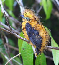 Loài chim kỳ dị, mới sinh ra đã biết ngụy trang để né tránh kẻ săn mồi