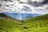 Loại cây cứ bị bọ cắn là tăng giá gấp 13 lần, chỉ trồng được vài tỉnh thành ở Việt Nam