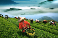 Loại cây cứ bị bọ cắn là tăng giá gấp 13 lần, chỉ trồng được vài tỉnh thành ở Việt Nam