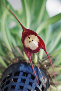 Bí ẩn về loài phong lan mặt khỉ ở Nam Mỹ với những biểu lộ cảm xúc khó tin...