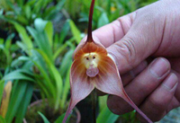 Bí ẩn về loài phong lan mặt khỉ ở Nam Mỹ với những biểu lộ cảm xúc khó tin...