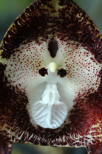 Bí ẩn về loài phong lan mặt khỉ ở Nam Mỹ với những biểu lộ cảm xúc khó tin...