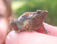 Độc đáo loài vật tuy nhỏ bé nhưng rất 