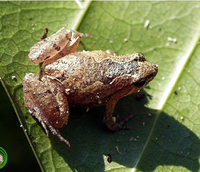 Độc đáo loài vật tuy nhỏ bé nhưng rất 