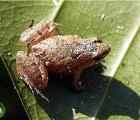 Độc đáo loài vật tuy nhỏ bé nhưng rất 