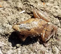 Độc đáo loài vật tuy nhỏ bé nhưng rất 