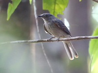 Loài chim kỳ dị, mới sinh ra đã biết ngụy trang để né tránh kẻ săn mồi