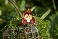 Bí ẩn về loài phong lan mặt khỉ ở Nam Mỹ với những biểu lộ cảm xúc khó tin...