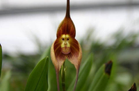 Bí ẩn về loài phong lan mặt khỉ ở Nam Mỹ với những biểu lộ cảm xúc khó tin...