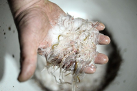 Loài vật trong suốt như thủy tinh, được ví như báu vật 'vàng trắng' 