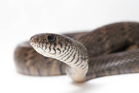 Những loài rắn kỳ lạ có đôi mắt to nhưng không chớp mắt