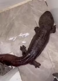 Đôc lạ loài sinh vật quý hiếm có thể phát ra tiếng khóc như trẻ em