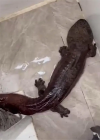 Đôc lạ loài sinh vật quý hiếm có thể phát ra tiếng khóc như trẻ em