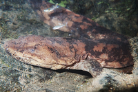 Đôc lạ loài sinh vật quý hiếm có thể phát ra tiếng khóc như trẻ em