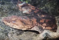 Đôc lạ loài sinh vật quý hiếm có thể phát ra tiếng khóc như trẻ em