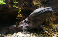 Đôc lạ loài sinh vật quý hiếm có thể phát ra tiếng khóc như trẻ em