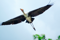 Khám phá về loài chim quý hiếm ở Việt Nam có trong Sách Đỏ thế giới