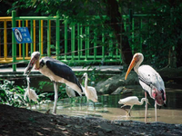 Khám phá về loài chim quý hiếm ở Việt Nam có trong Sách Đỏ thế giới