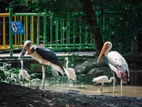 Khám phá về loài chim quý hiếm ở Việt Nam có trong Sách Đỏ thế giới
