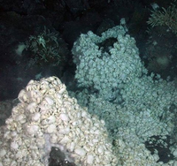 Những loài động vật kỳ lạ nhất được tìm thấy ở Nam Cực