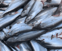 Loài cá được coi là 