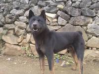 Đặc tính chỉ có ở giống chó quý vùng Tây Bắc