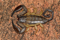 Khám phá về các loài bọ cạp trên thế giới